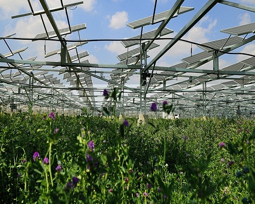 光伏项目“一地三用” 荒漠绿浪翻滚